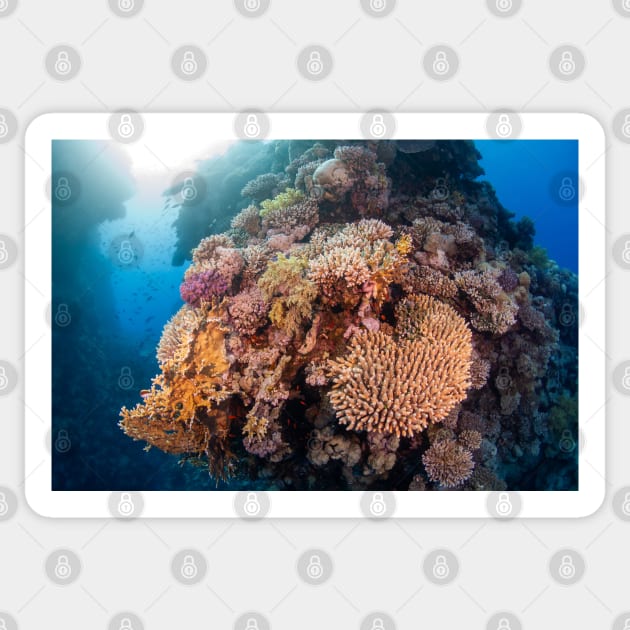 Colourful Hard Coral boulder Sticker by SCUBAddict